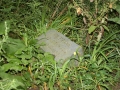 Bachelors Grove Cemetery, Illinois