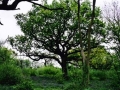 Clapham Woods, Sussex