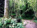 Haunted Clapham Woods, Sussex