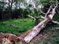 Clapham Woods, Sussex