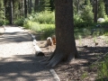 Donner Pass, California, U.S.A