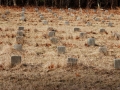 Potters Field Cemetery, Yaphank, New York