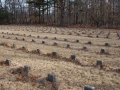 Potters Field Cemetery, Yaphank, New York