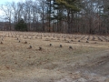 Potters Field Cemetery, Yaphank, New York