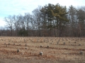 Potters Field Cemetery, Yaphank, New York