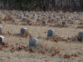 Haunted Potters Field Cemetery, Yaphank, New York