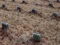 Potters Field Cemetery, Yaphank, New York