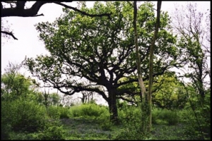 Haunted Clapham Woods, Sussex