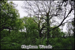 Haunted Clapham Woods, Sussex