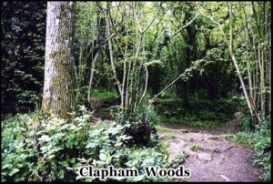 Haunted Clapham Woods, Sussex