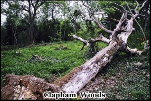 Haunted Clapham Woods, Sussex