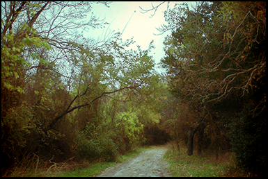 The Pine Barrens